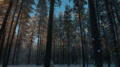 Pines Vídeo Stock 109529624