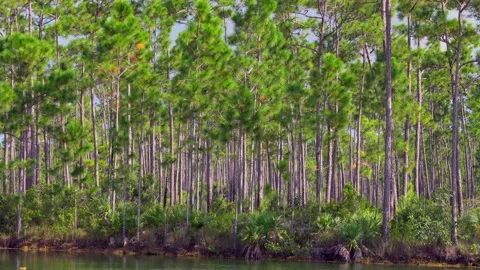 PINES Stock Footage 162983267