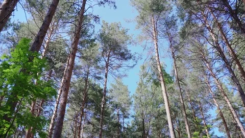 Pines in the forest on background of blue sky 库存影片 76438096