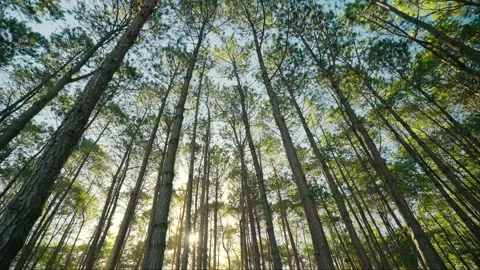 The pines in forest. Beautiful view of the pine trees. Big and tall a pine trees Stock Footage 257053492