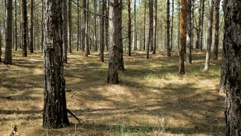 Pines forest landscape Stock Footage 93140653