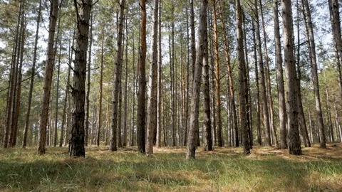 Pines forest landscape Stock Footage 93140694
