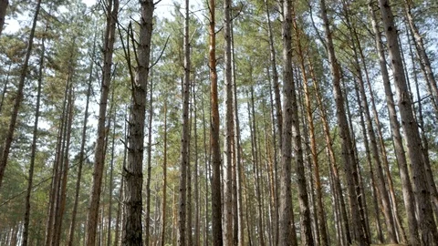 Pines forest landscape Stock Footage 93140722