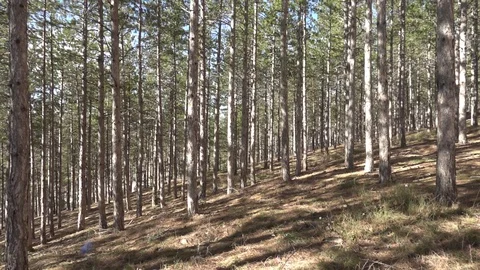 Pines in the forest of Morella Stockbeeldmateriaal 104509191