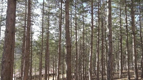Pines in the forest of Morella Vídeo Stock 104509839
