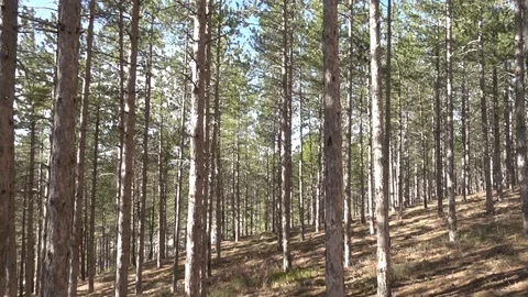 Pines in the forest of Morella 스톡 동영상 104510337