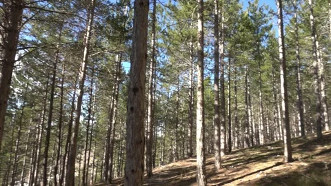 Pines in the forest of Morella Видео 104510966