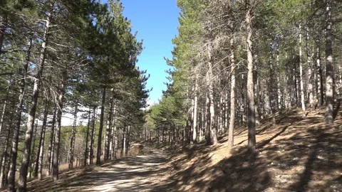 Pines in the forest of Morella Vídeo Stock 104512051