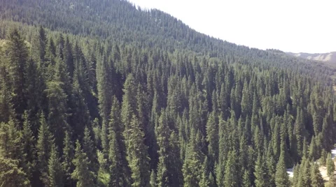 Pines forest in the mountains 動画素材 54577562