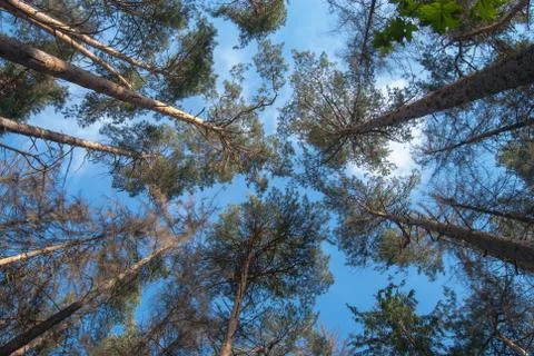 Pines in the forest Stock Photos