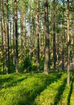 Pines forest Stock Photos