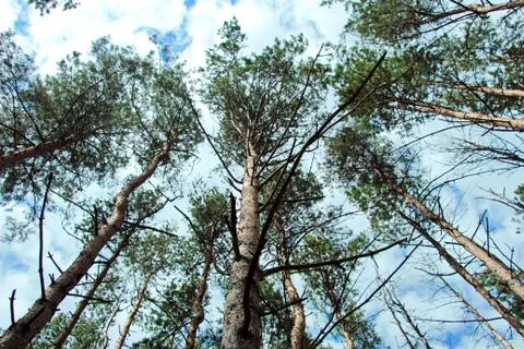 Pines in the forest Stock Photos