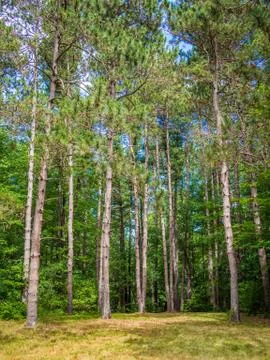 Pines in the forest Stock Photos