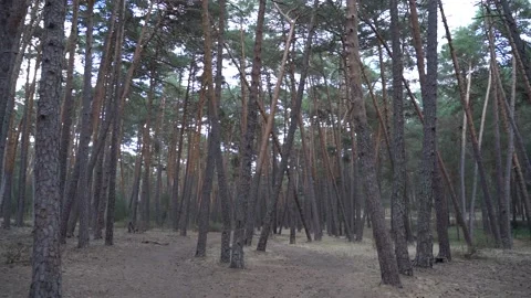 Pines in forest. San Leonardo de Yague. Soria,Spain Stock Footage 208054288