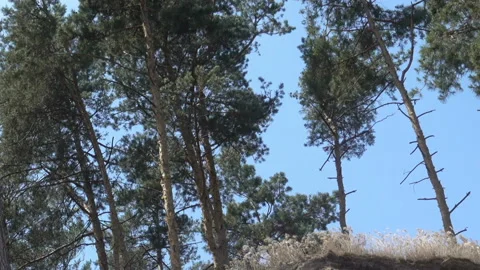 Pines in the forest on a sandy cliff. Stock-Footage 177491824