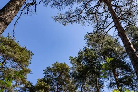 Pines in the forest seen from ground up Stock Photos