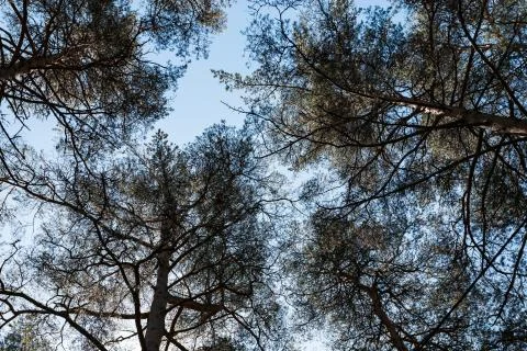 Pines in the forest seen from ground up Stock Photos