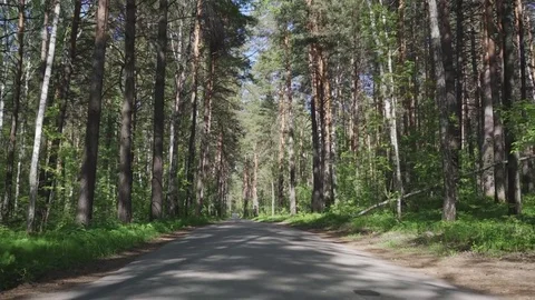 Pines in forest, a view from backside. Travel through the forest 库存影片 76436986