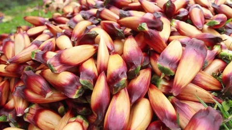 Pines Fruit 02 Video stock 49419028