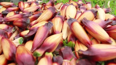 Pines Fruit 04 Video stock 49420927