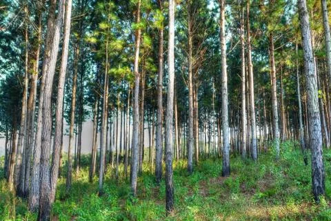 Pines (Fuji) Stock Photos