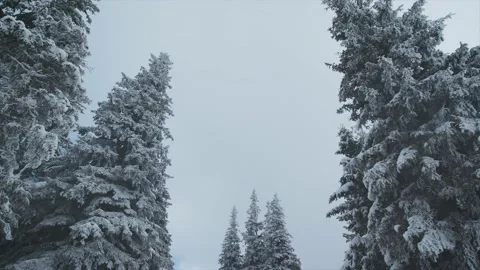 Pines full of snow Stock Footage 168314187