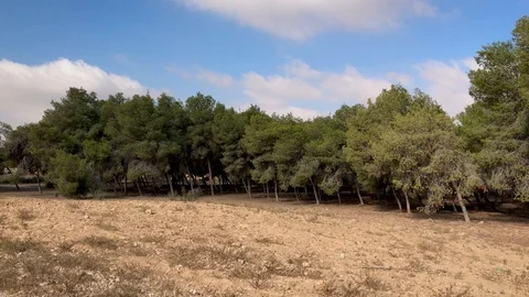 Pines grove Stock Footage 117819690