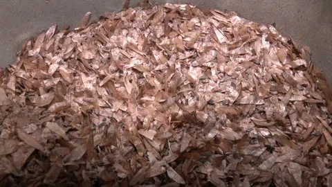 Pines have either wingless or winged seeds Stock Footage 306398081