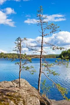 Pines on lake background Stock Photos