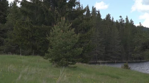 Pines to Lake Pathway Pan 4K Stock Footage 63976602