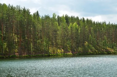 Pines on lake Stock-Fotos