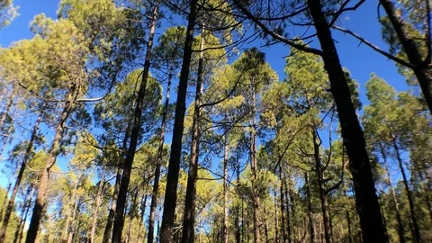 PINES LOOKING UP TO THE SKY Stock Footage 103100924