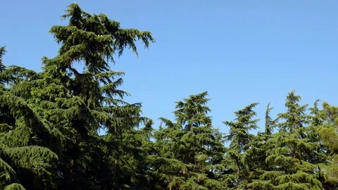 Pines Low Angle 1 Video stock 84625586