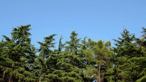 Pines Low Angle 2 Video stock 84625647