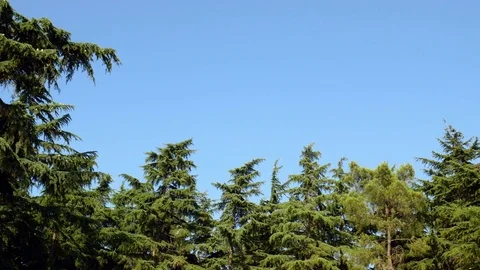 Pines Low Angle Pan Video stock 84625743