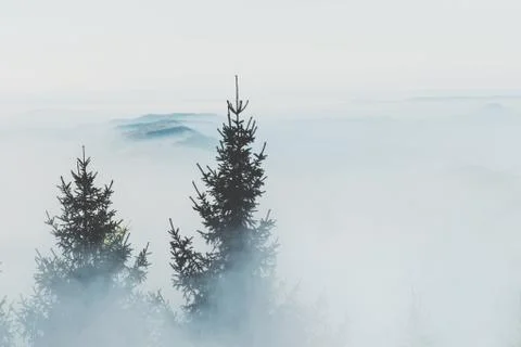 Pines in the Mists Stock Photos