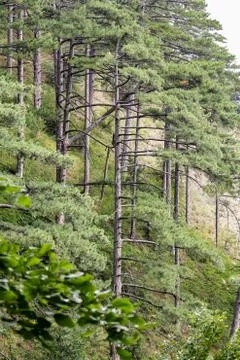 Pines on the mountain. 库存照片