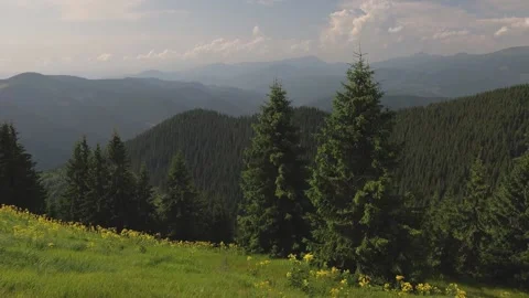 Pines in the mountaines Stock Footage 158233049