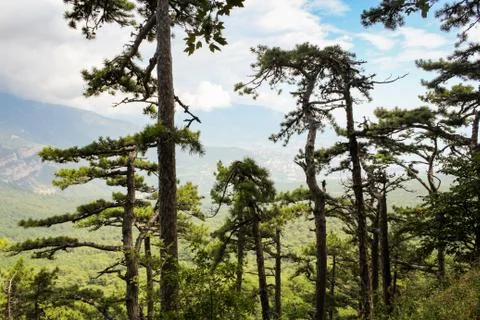 Pines in the mountains. Stock Photos