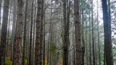 Pines Philippines Stock Photos