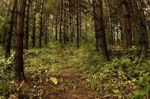 Pines Stock Photos