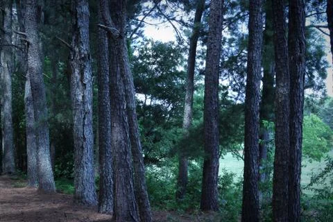 The Pines Stock Photos