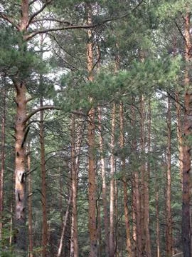 Pines Stock Photos