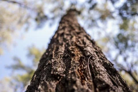 The pines Stock Photos