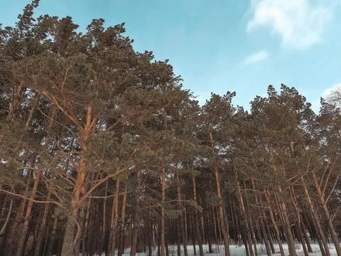Pines Stock Photos