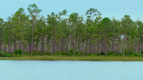 PINES ON POND Stock Footage 162986987