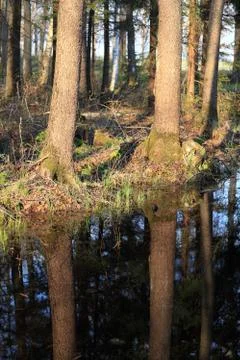 Pines with reflection Stock Photos