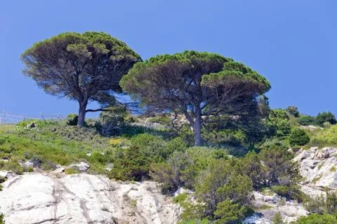 Pines on the rocks Stock Photos