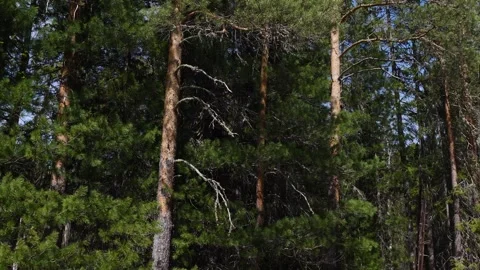 Pines in siberian taiga in spring Stock Footage 280995501