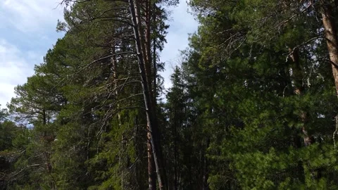Pines in siberian taiga in spring moving camera Stock Footage 280995522